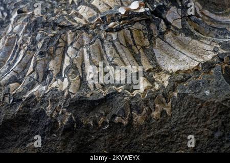 Close up of an Ammonite Fossil Stock Photo