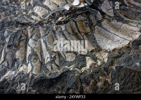 Close up of an Ammonite Fossil Stock Photo