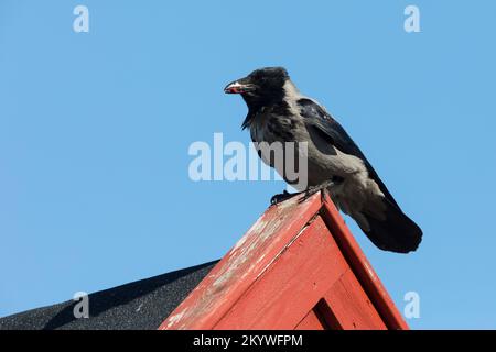 Nebelkrähe, Nebel-Krähe, Aaskrähe, Aas-Krähe, Krähe, Corvus cornix, Corvus corone cornix, Hooded crow, Carrion Crow, Corneille mantelée Stock Photo