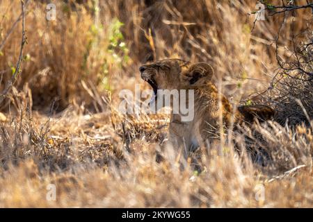 Lion cub lies yawning in dry grass Stock Photo