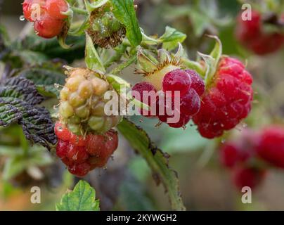 Autumn raspberries after rain shower Stock Photo