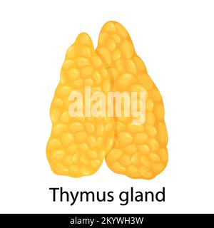 Thymus gland color icon. Primary hematopoietic organ. Isolated vector flat illustration Stock Vector
