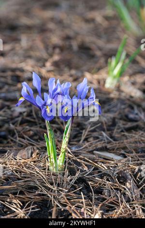 Iris Harmony, Iris reticulata Harmony, dwarf iris, flowers royal-blue, striped white throat,  bright yellow central band on the falls. Stock Photo