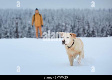 Man with dog during winter day. Happy labrador retriever running in deep snow. Jizera mountains, Czech Republic Stock Photo
