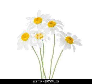 Five flowers of Chamomile isolated on a white background. Selective focus Stock Photo