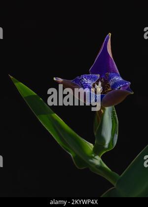 Closeup view of isolated bright blue walking iris neomarica caerulea flower opening outdoors in natural sunlight on black background Stock Photo