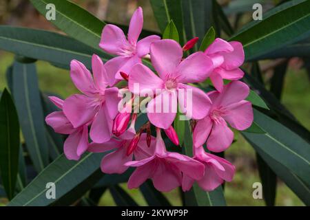 Closeup view of bright pink cluster of flowers of nerium oleander shrub isolated outdoors in garden on natural background Stock Photo