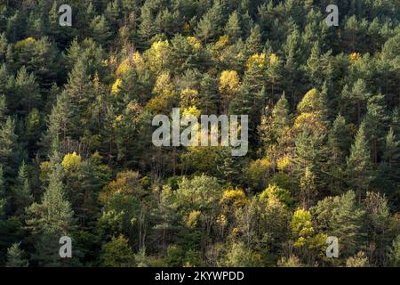 Scenic forest landscape of pine and deciduous trees on mountain slope in autumn morning light, Gincla, Aude, France Stock Photo