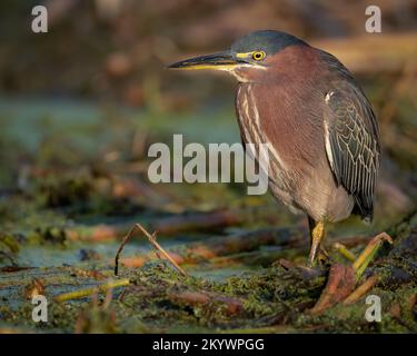 A Green Heron Searching for Food Stock Photo