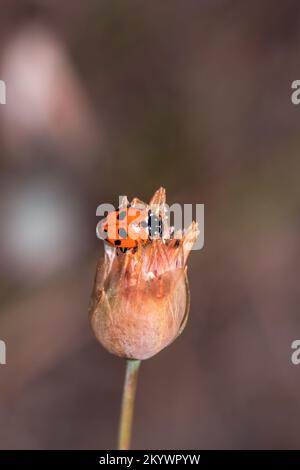 Ladybird beetle on a dried up flower blossom in springtime, Cape Town, South Africa Stock Photo