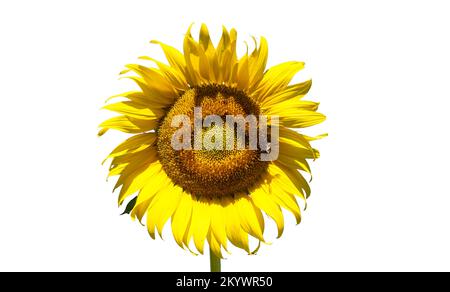 Sunflowers on a white background isolated garden Stock Photo