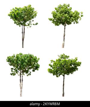 isolated four tree on a white background trees in thailand,clipping paths. Stock Photo