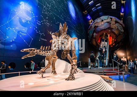 Natural History museum - The most complete stegosaurus skeleton Stock Photo