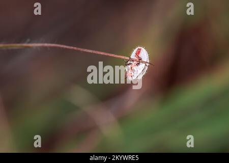 Ground pearl insect (Margarodidae), Cape Town, South Africa Stock Photo