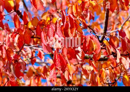 Cherry (prunus avium), close up of the bright red autumn leaves of a tree growing in a local park shot against a blue sky. Stock Photo