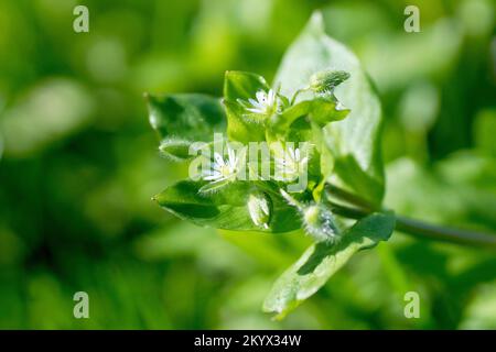 Common Chickweed (stellaria media), close up showing the white flowers and leaves of the low-growing, very common grassland plant. Stock Photo