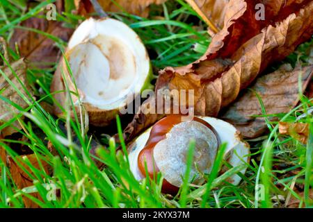 Horse Chestnut or Conker (aesculus hippocastaneum), close up of a single fruit or nut still in its case lying on autumn leaves on the grass. Stock Photo