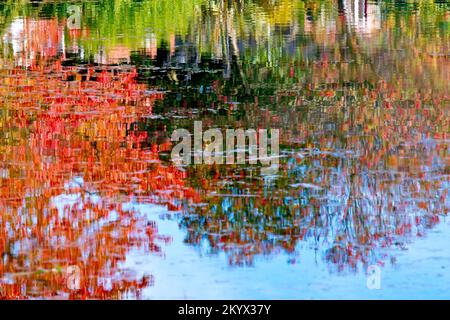 The autumn colours on the trees around a pond in a public park reflected in its gently rippling waters giving an almost painterly impression. Stock Photo