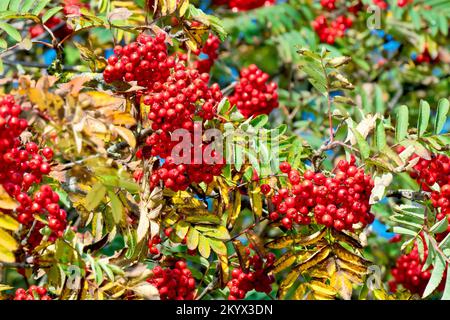 Rowan or Mountain Ash (sorbus aucuparia), close up of clusters of the bright red berries the tree produces in abundance in the autumn. Stock Photo
