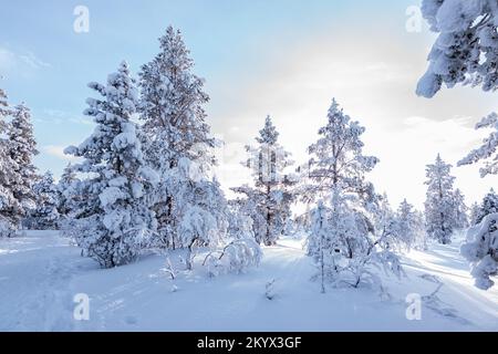 Winter landscape with snowy trees on a mountain in National Park in Finland. Stock Photo