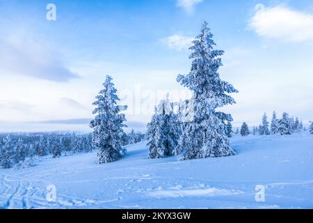 Snow covered trees on Finnish winter mountain. Stock Photo