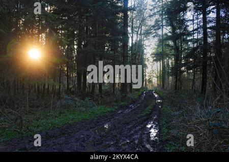 The sun rising and shining through a forest