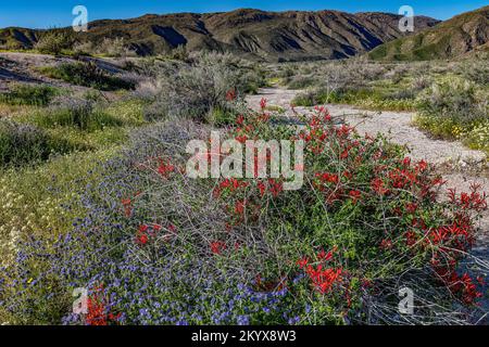 Common phacelia & Chuparosa, Anza Borrego SP - California Stock Photo