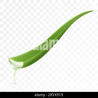 Essence from aloe vera plant drips from stem. Aloe Vera collagen Serum Skin Care Cosmetic. Realistic 3d isolated vector illustration. Template packagi Stock Vector