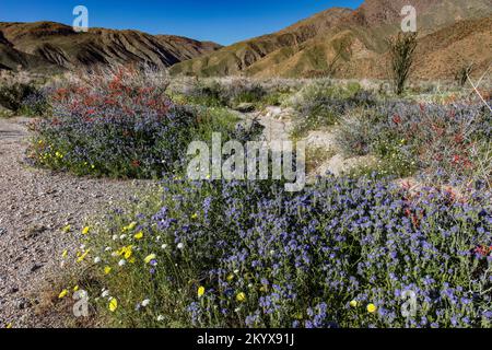 Common phacelia, Chuparosa, Desert Dandelion, Anza Borrego SP - California Stock Photo