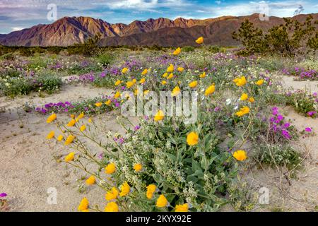 Desert Sunflower, Geraea canescens & Desert Sand Verbena, Abronia villosa- Anza Borrego SP - California Stock Photo