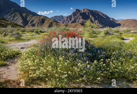 Common phacelia, Brown-Eyed Evening Primrose & Chuparosa - Anza Borrego SP - California Stock Photo