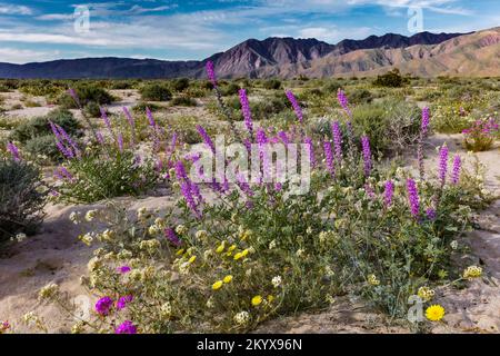 Arizona lupine, Lupinus arizonicus - Anza Borrego SP - California Stock Photo