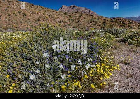 Desert Chicory (white), Common Phacelia (blue) & Desert dandelion (yellow) - Anza Borrego SP - California Stock Photo