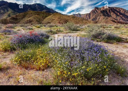 Common phacelia, Chuparosa, Desert dandelion - Anza Borrego SP - California Stock Photo