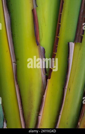 Creative layout made of green leaves. Flat lay. Stock Photo
