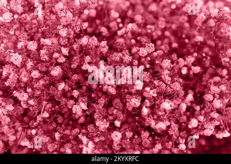 Blue baby's breath, gypsophila dry flowers on white background. flat lay,  top view, copy space Stock Photo - Alamy