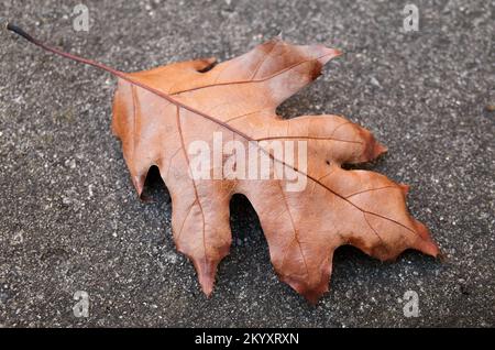 fallen brown oak leaf on the cement in the backyard Stock Photo