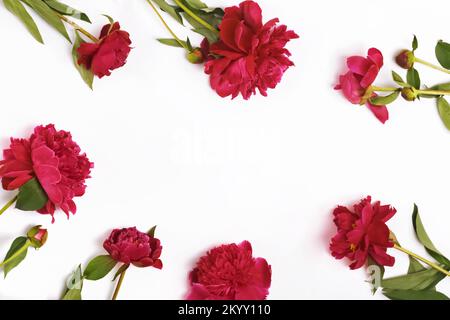 Creative frame with bright magenta peonies isolated on the white background, top view Stock Photo