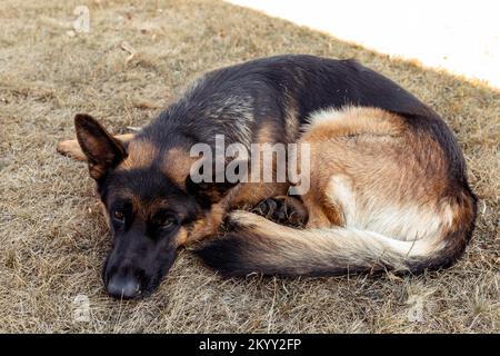 Cute German Shepherd dog resting on the ground Stock Photo