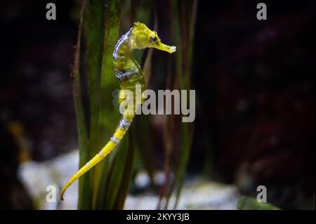Specimen of longsnout seahorse (Hippocampus reidi) also known as slender seahorse swimming underwater Stock Photo
