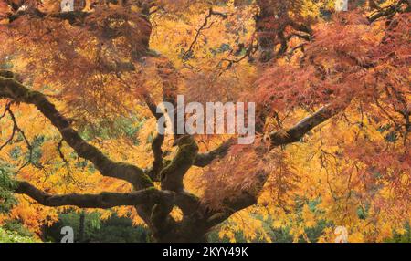 Japanese Maple tree in Autumn, vivid colors of fall, Portland, Oregon Stock Photo