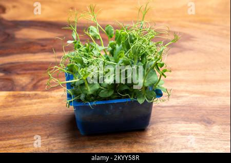 Young green sprouts of affilla cress growing in blue plastic box Stock Photo