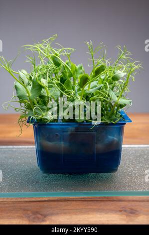 Healthy food, young sprouts plants of green garden affilla cress ready for consumption growing in blue plastic box close up Stock Photo