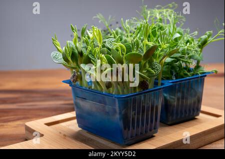 Healthy food, young sprouts plants of green garden cress and lupin ready for consumption growing in blue plastic box close up Stock Photo