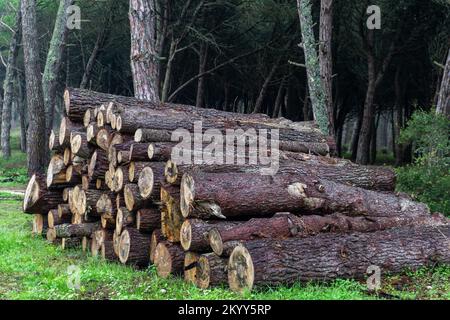 Felled conifer trunks stacked in the forest Stock Photo