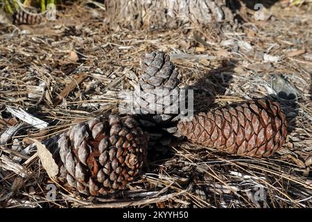 Three pine cones and pine needles lying on forest floor. Stock Photo
