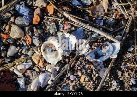Close up of seashells with colorful stones in sand. Stock Photo