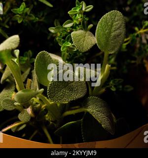 Blown up Image of a Green Sage Herb Plant Stock Photo
