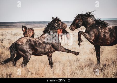 Wild Mustangs Roam Free near Cody, Wyoming Stock Photo - Alamy