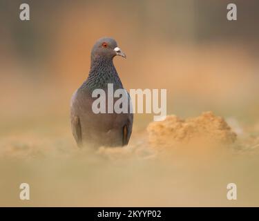 Rock pigeon, common pigeon, rock dove foraging on the ground. Columba livia.